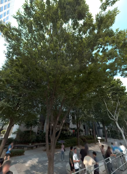 tree photo