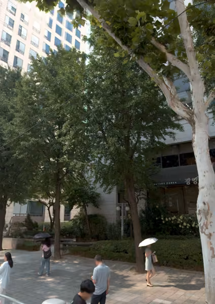 tree photo