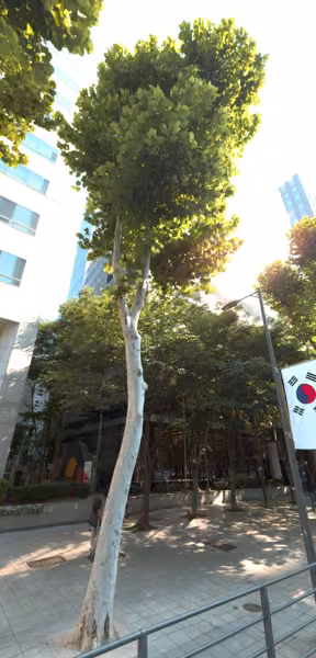 tree photo
