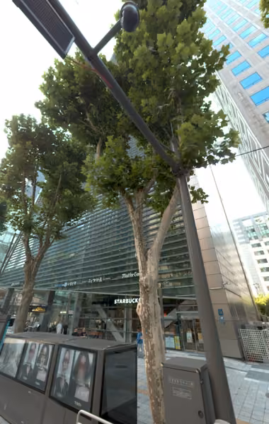 tree photo