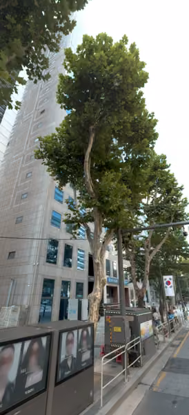 tree photo
