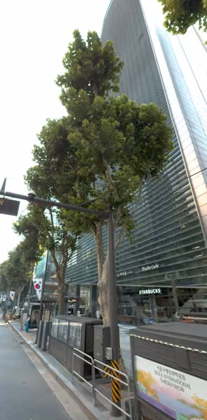 tree photo