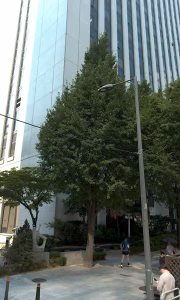 tree photo