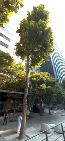 tree photo