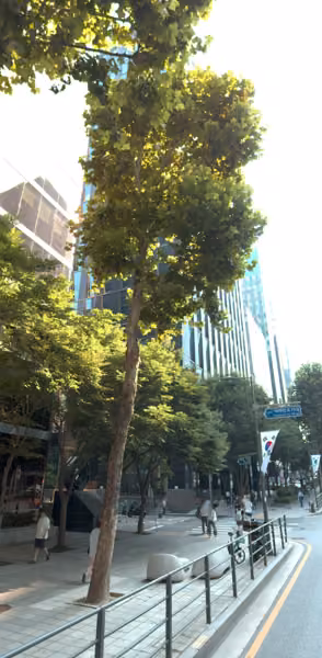 tree photo