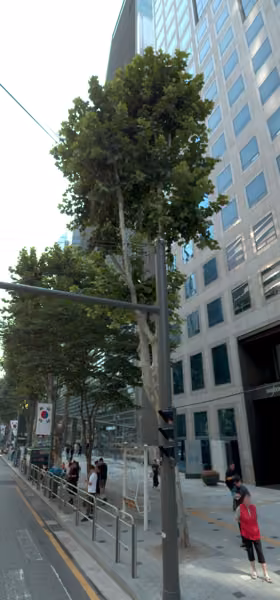 tree photo