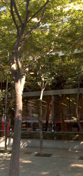 tree photo