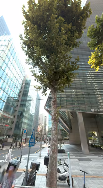 tree photo