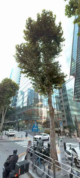 tree photo