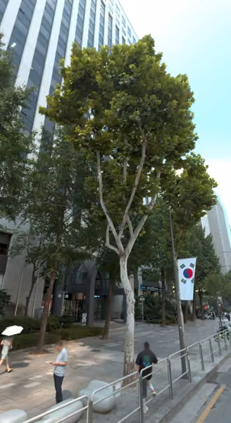 tree photo