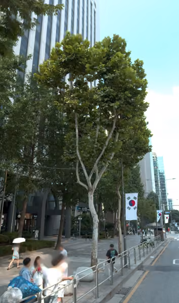 tree photo