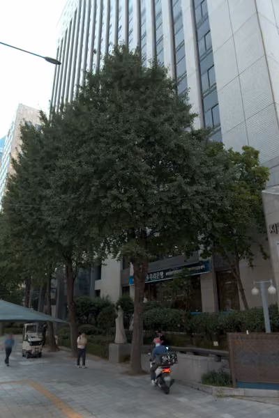 tree photo