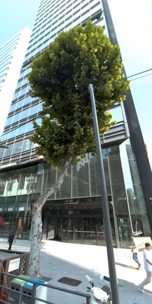 tree photo
