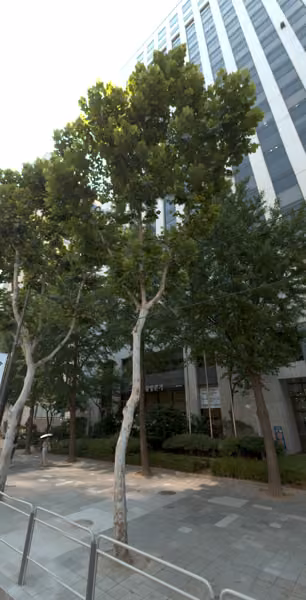 tree photo