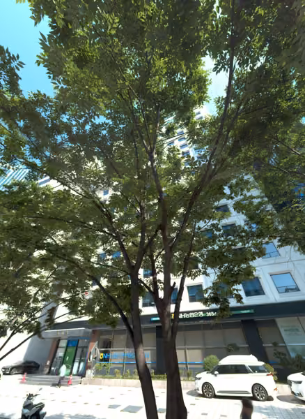 tree photo