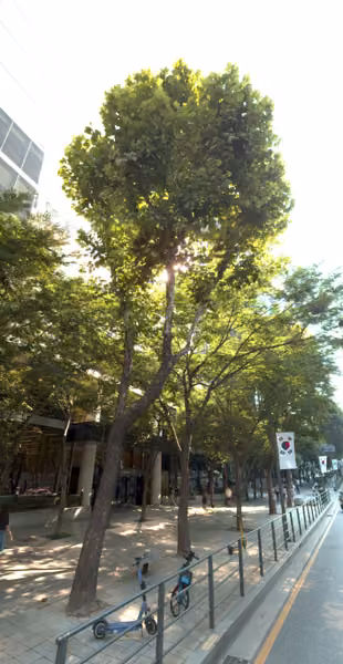 tree photo