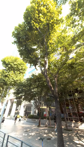 tree photo