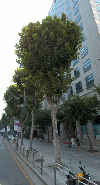 tree photo