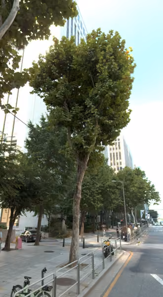 tree photo