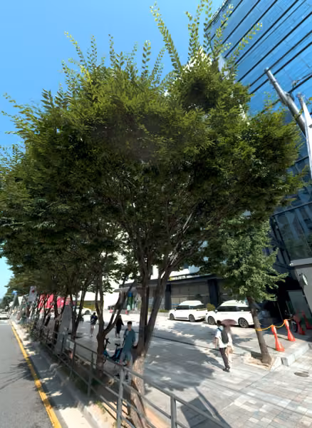 tree photo