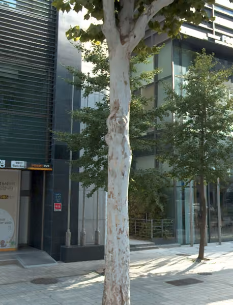 tree photo