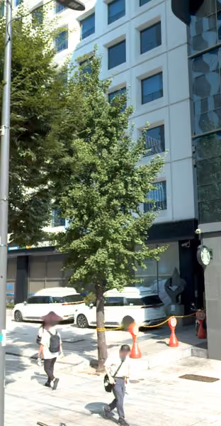tree photo