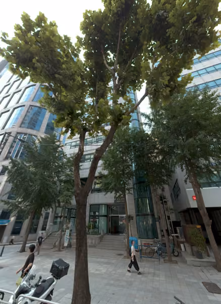 tree photo