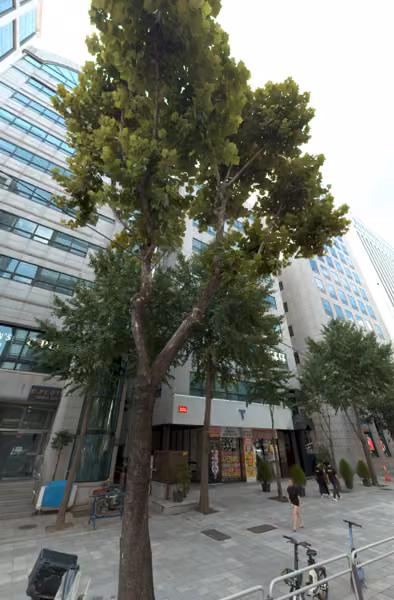 tree photo