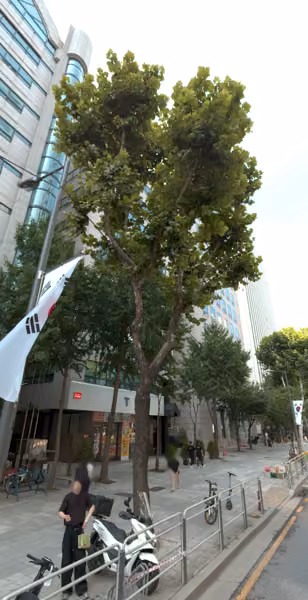 tree photo