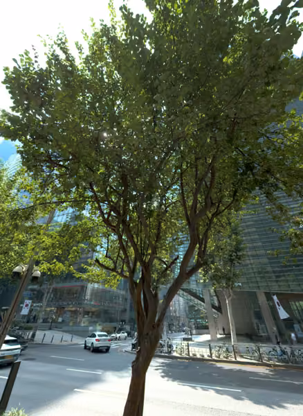 tree photo