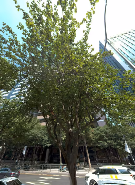 tree photo