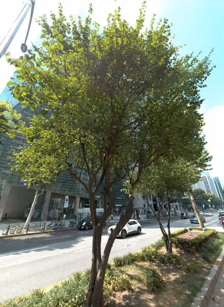 tree photo
