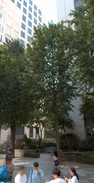 tree photo