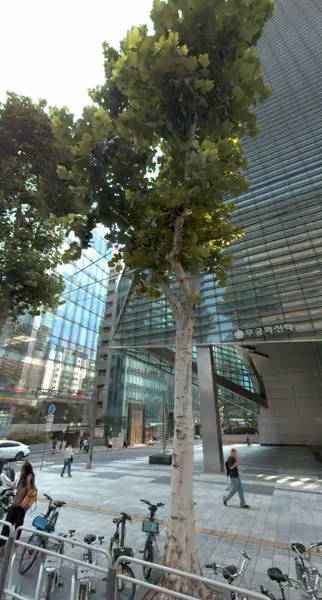 tree photo