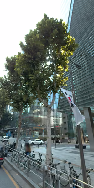 tree photo