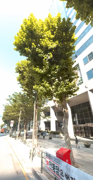 tree photo