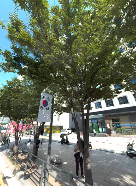 tree photo