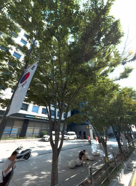 tree photo