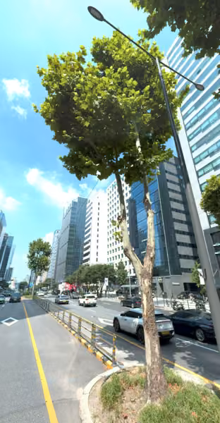 tree photo