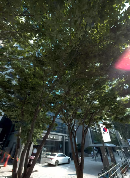tree photo