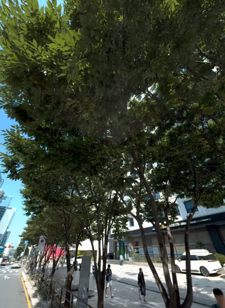 tree photo