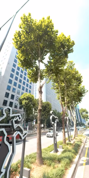 tree photo