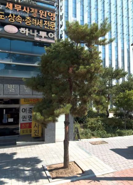 tree photo