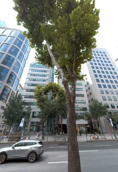 tree photo