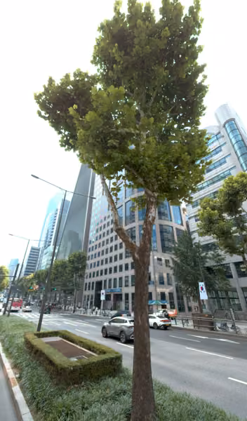 tree photo