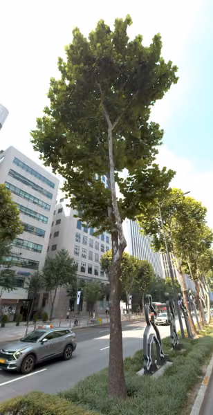 tree photo