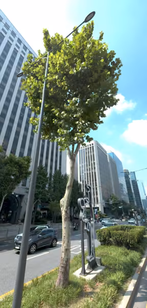 tree photo