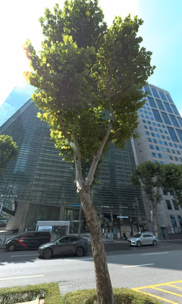 tree photo