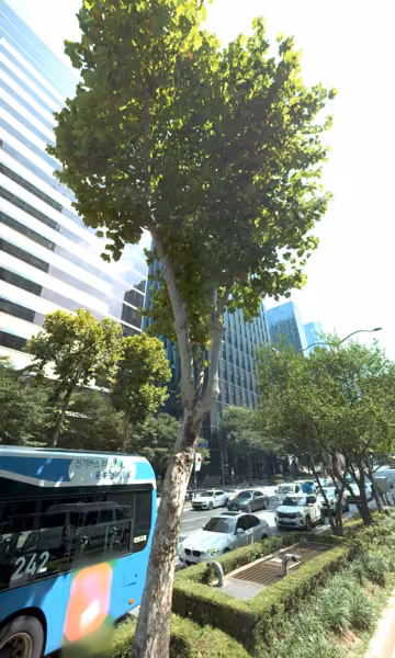tree photo