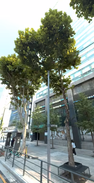 tree photo